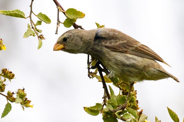 One of Darwin's finches in the Galapagos.