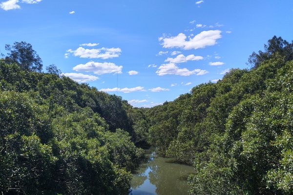 Badu Mangroves.
