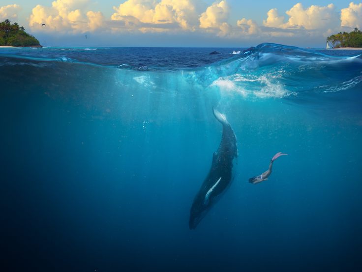 Humpback whale with underwater swimmer