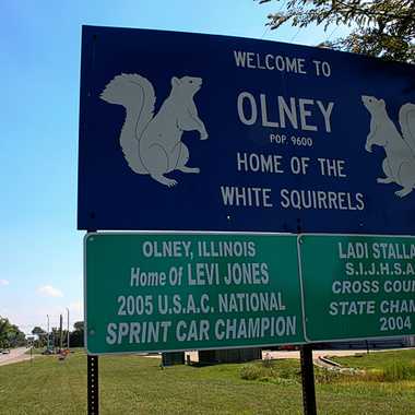 Albino Squirrels of Olney, Illinois