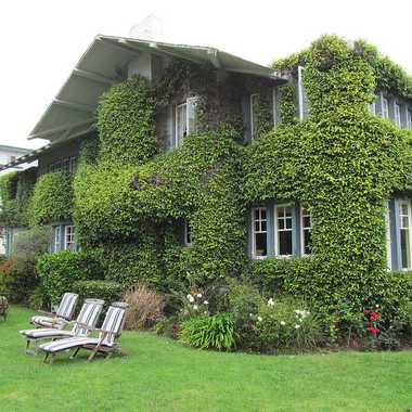 The ivy covered hotel.