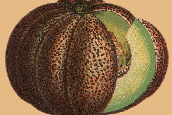 Slices of the Montreal melon were once treated like cuts of steak.