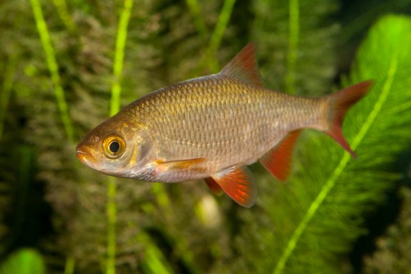 The common rudd is a freshwater fish that can often be spotted waiting on the Fish Doorbell's video live stream.